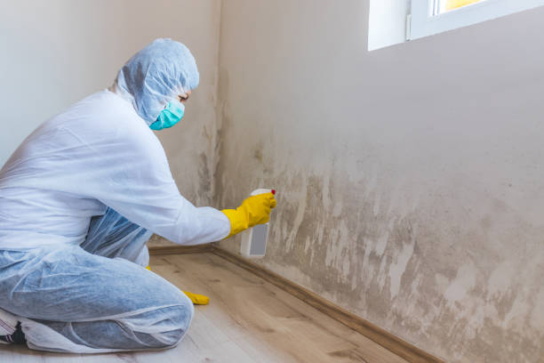 Licensed Attic Mold Removal service in Julian, PA - WQB Mold Removal