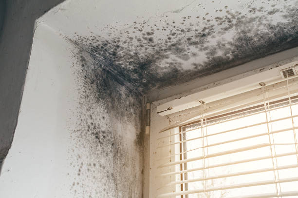Affordable Attic Mold Removal solutions in Julian, PA